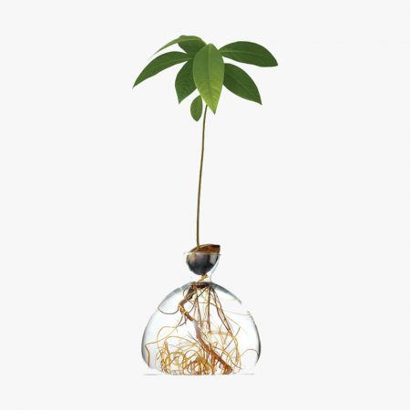 Zoom Avocado Vase
